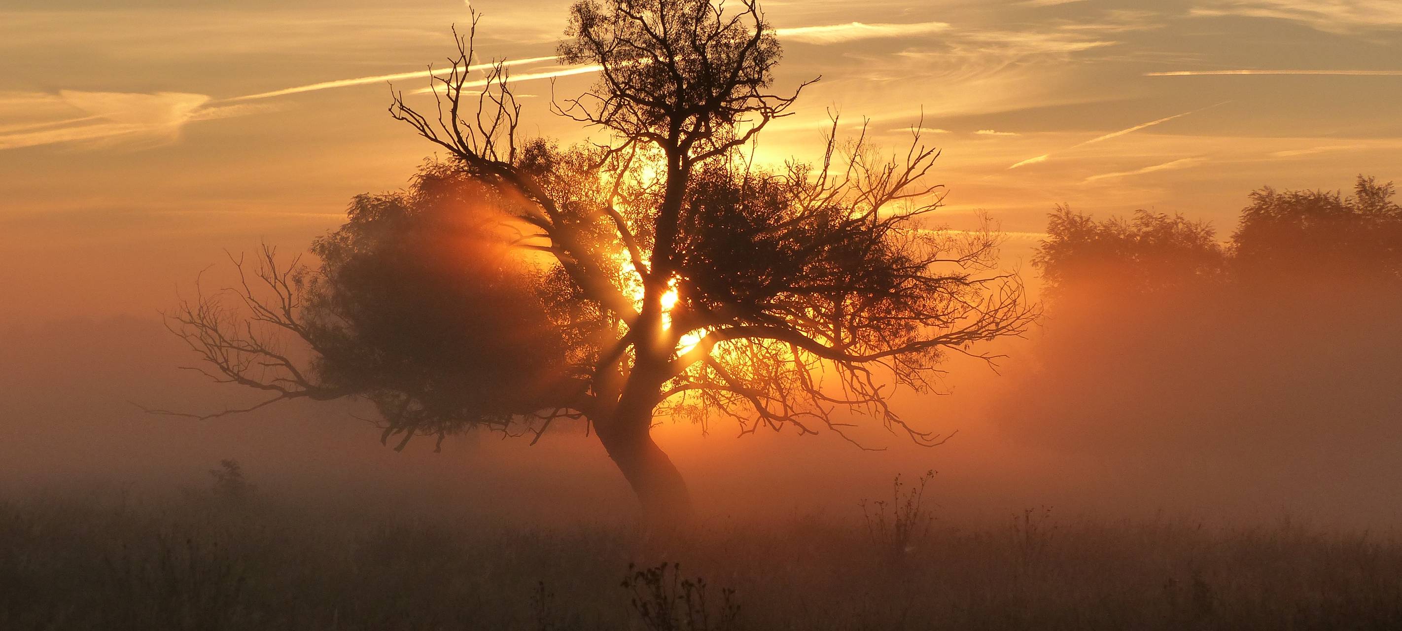 Ein kahler Baum in der Abendsonne.