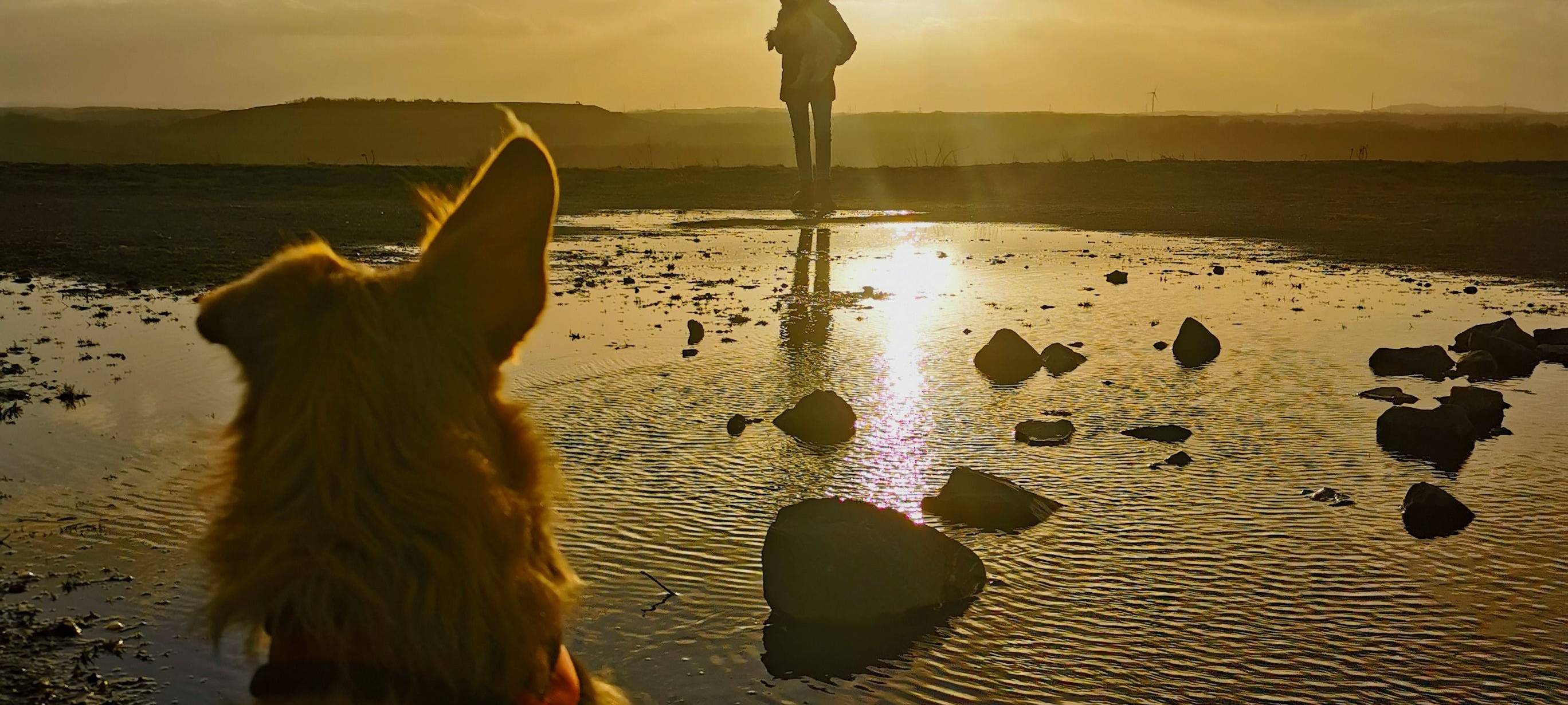 Ein Hund, der mit dem Rücken zur Kamera sitzt und seine Besitzerin beobachtet. Sie steht einige Meter entfernt in der Sonne.