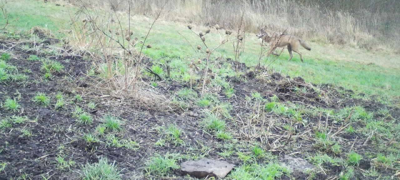 Ein Wolf rennt über eine Wiese.