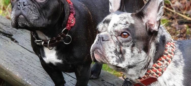 Wir stellen euch Petfluencer aus Hamm vor