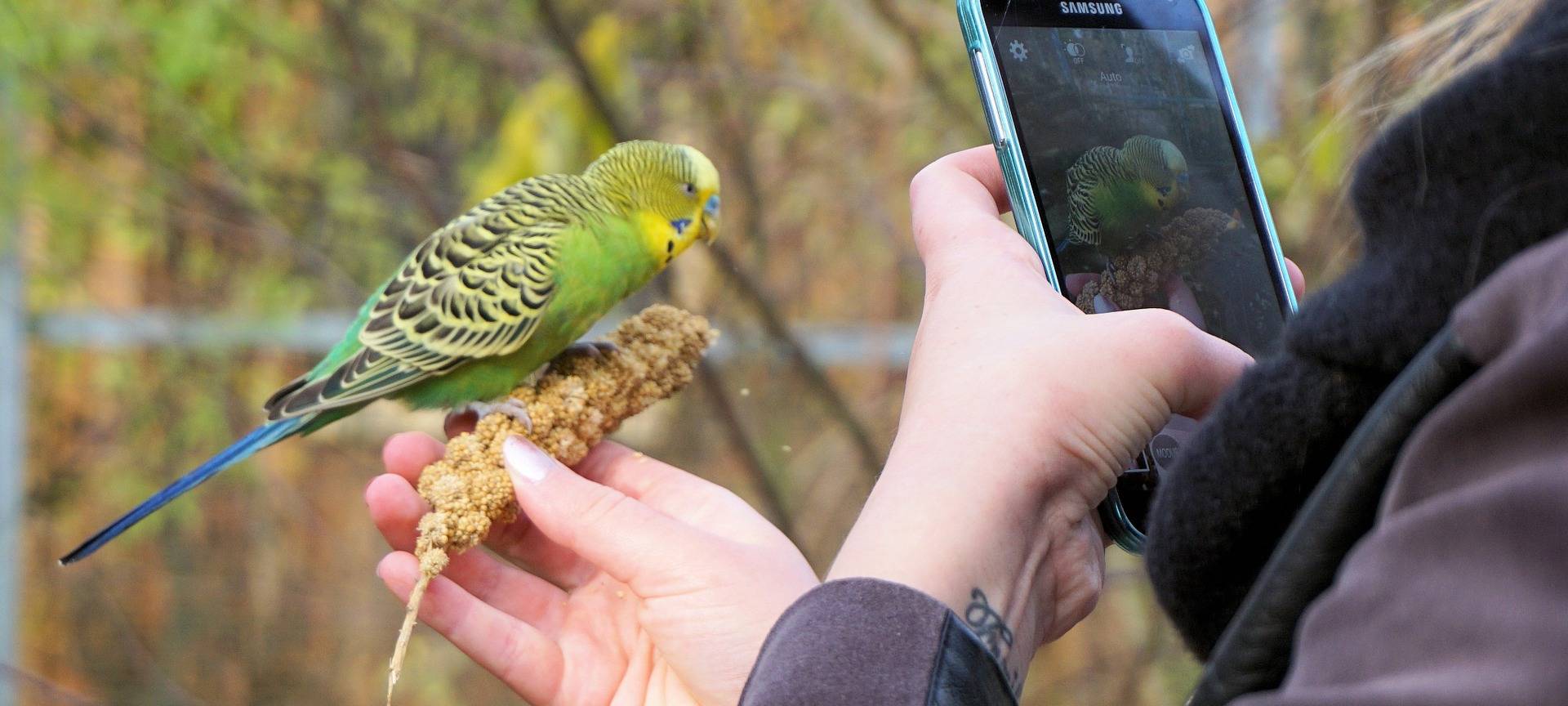 Sittich aus Hamm sucht Partner