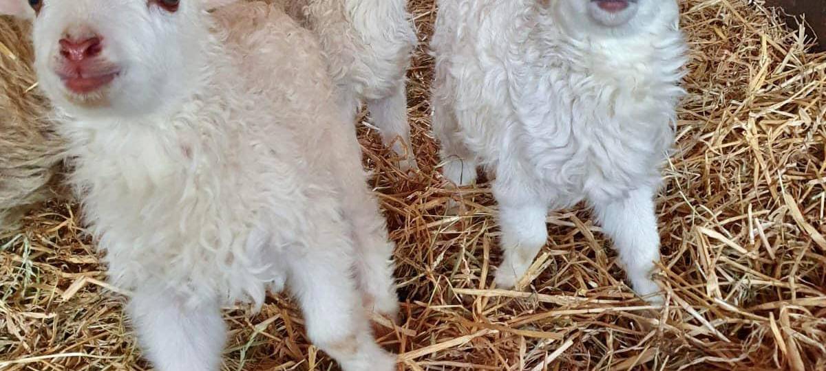 Die Schaf-Babys im Tierpark.