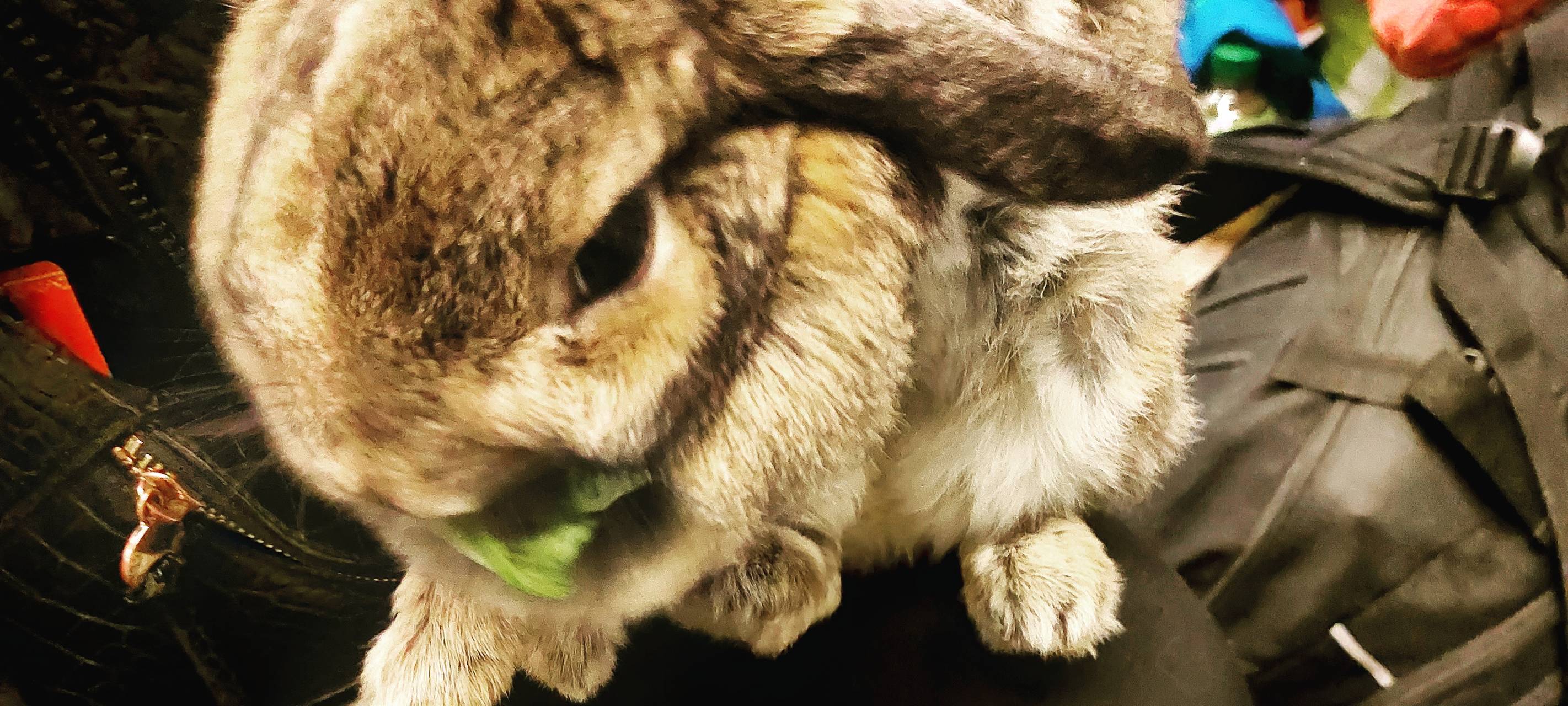 Dieses Kaninchen wurde auf der Flucht aus der Ukraine nicht zurückgelassen.