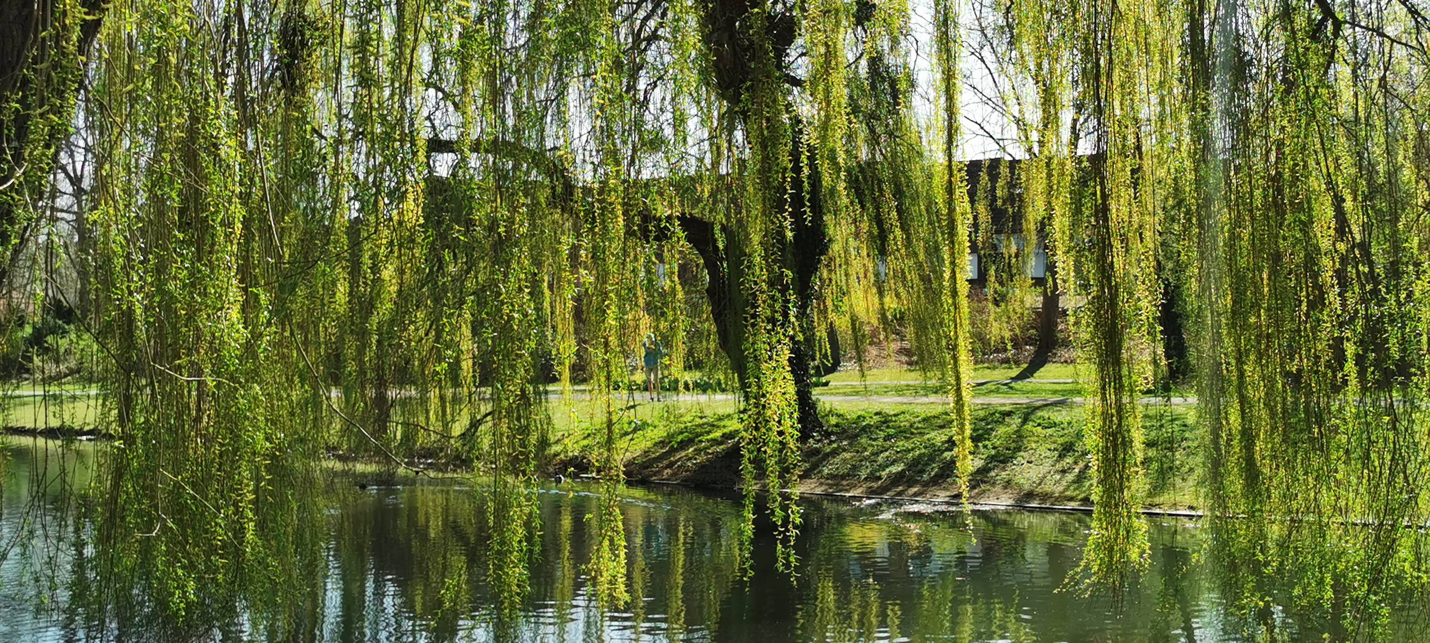 Der OLG Park am Teich mit grünen Bäumen.
