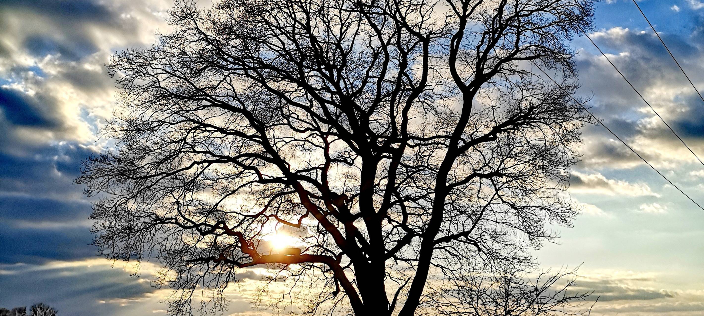 Ein Baum in Ostwennemar am Kirchweg mit der Sonne im Hintergrund.