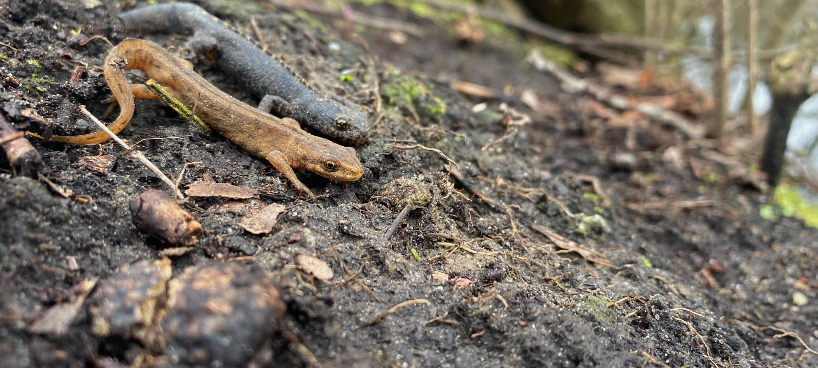 Molche am Schloss Ermelinghoff