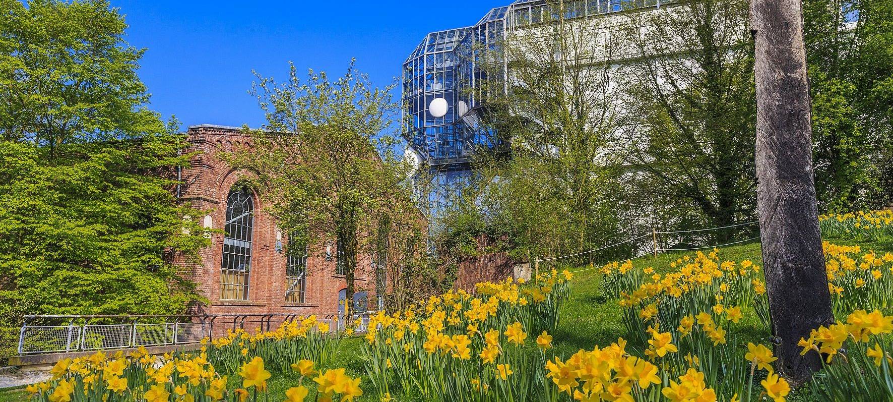Eine Wiese mit gelben Blüten und im Hintergrund ist der Glaselefant und die rote Werkstatthalle zu sehen.