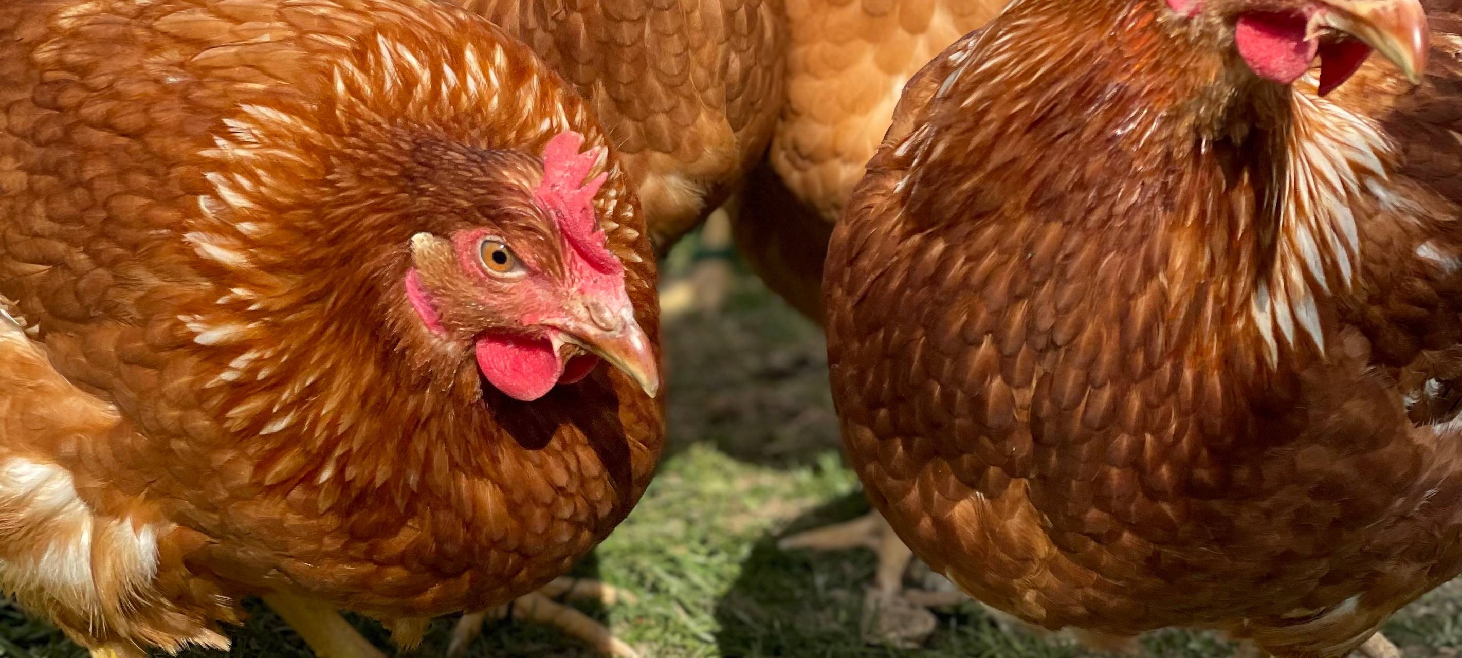 Ostereier färben extrem - so machen es Landwirte in Hamm