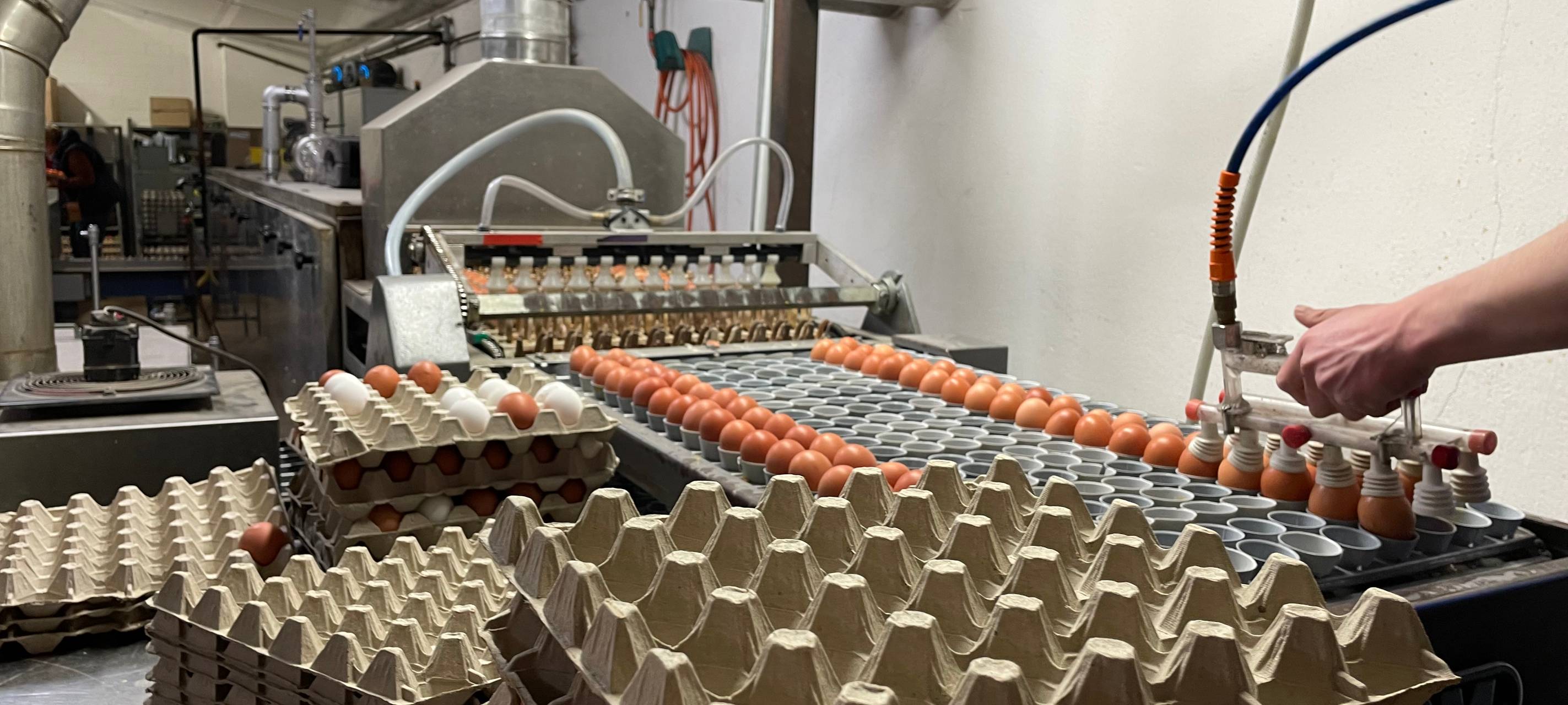 Ostereier färben extrem - so machen es Landwirte in Hamm