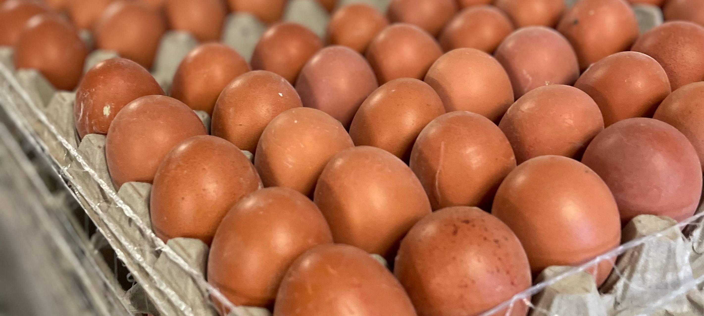 Ostereier färben extrem - so machen es Landwirte in Hamm