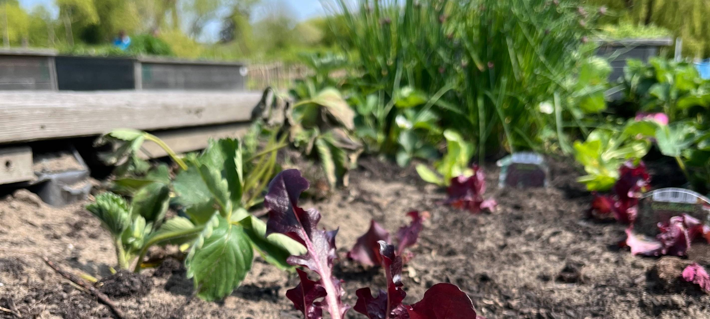 In einem Beet ist ein frisch gepflanzter Römersalat mit einem Schild noch daran.