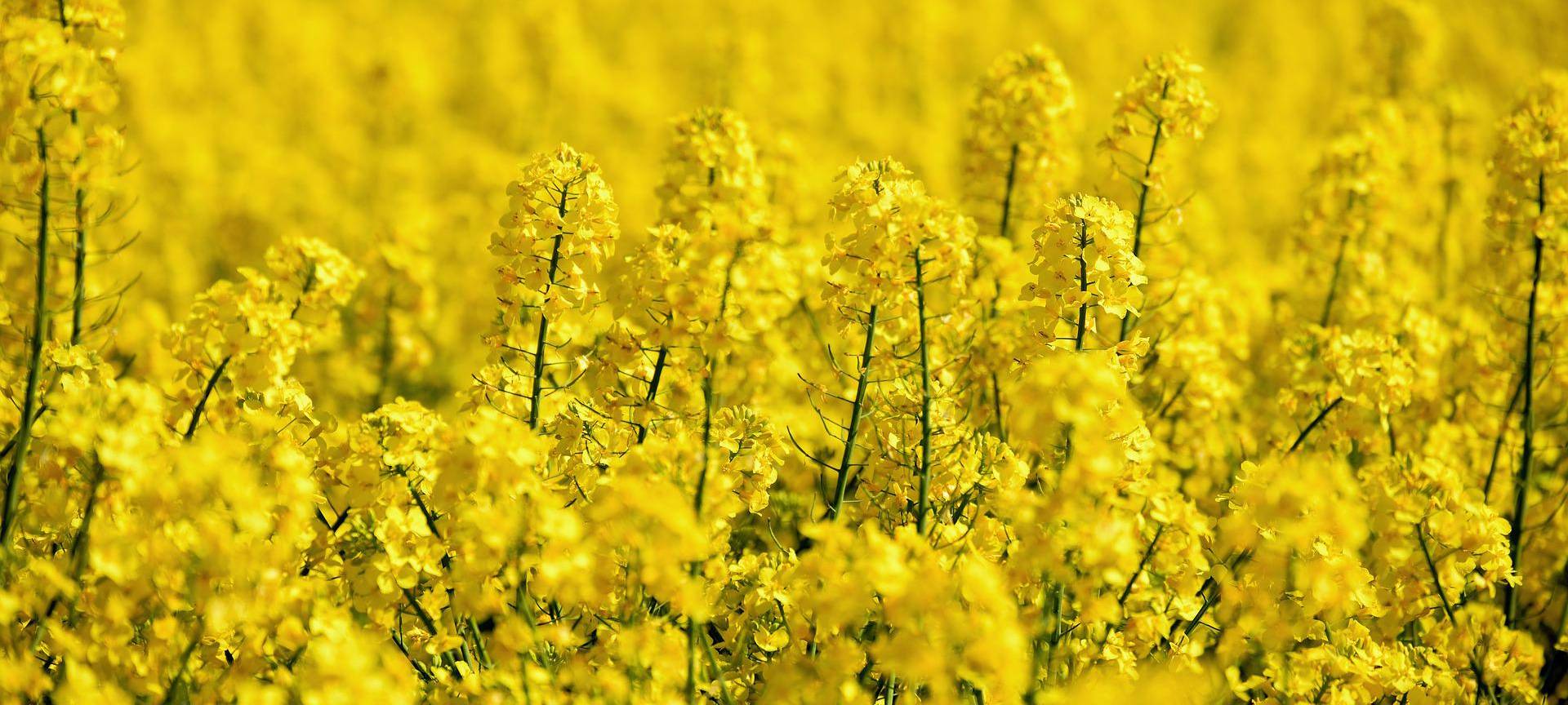 Raps aus Hamm kann Verluste aus der Ukraine nicht ausgleichen