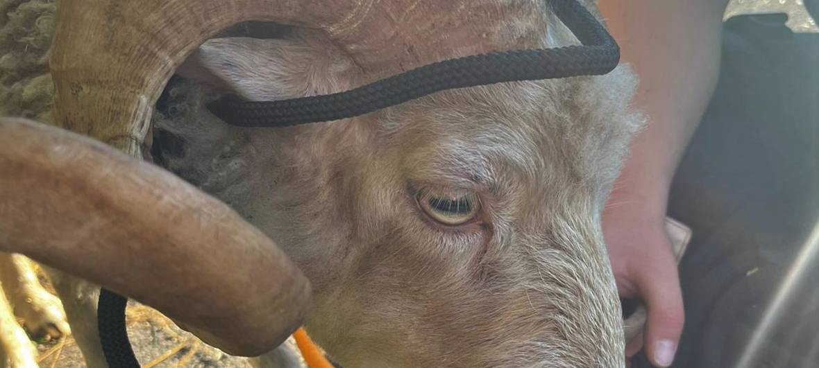 Schrecksekunde: Schafbock läuft über Autobahn bei Hamm