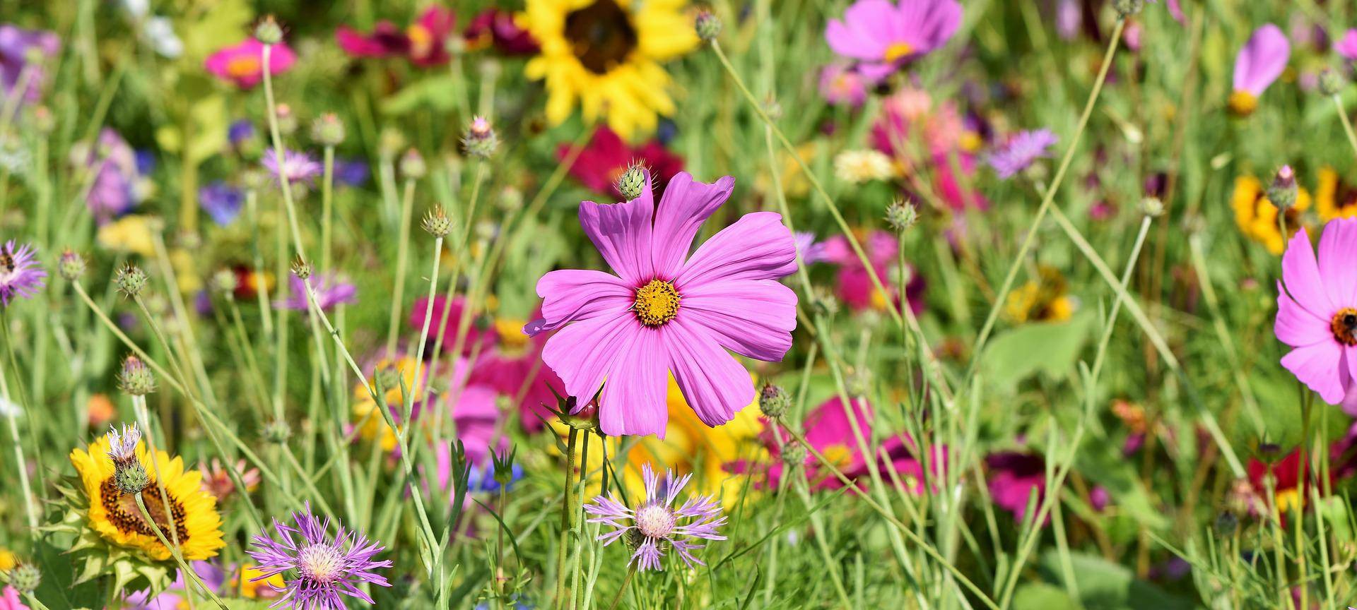 Blüh-Wiesen in Hamm