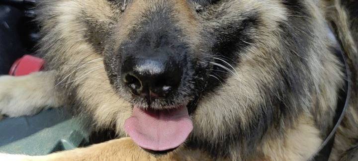 Fluffy im Tierasyl Hamm braucht Hilfe