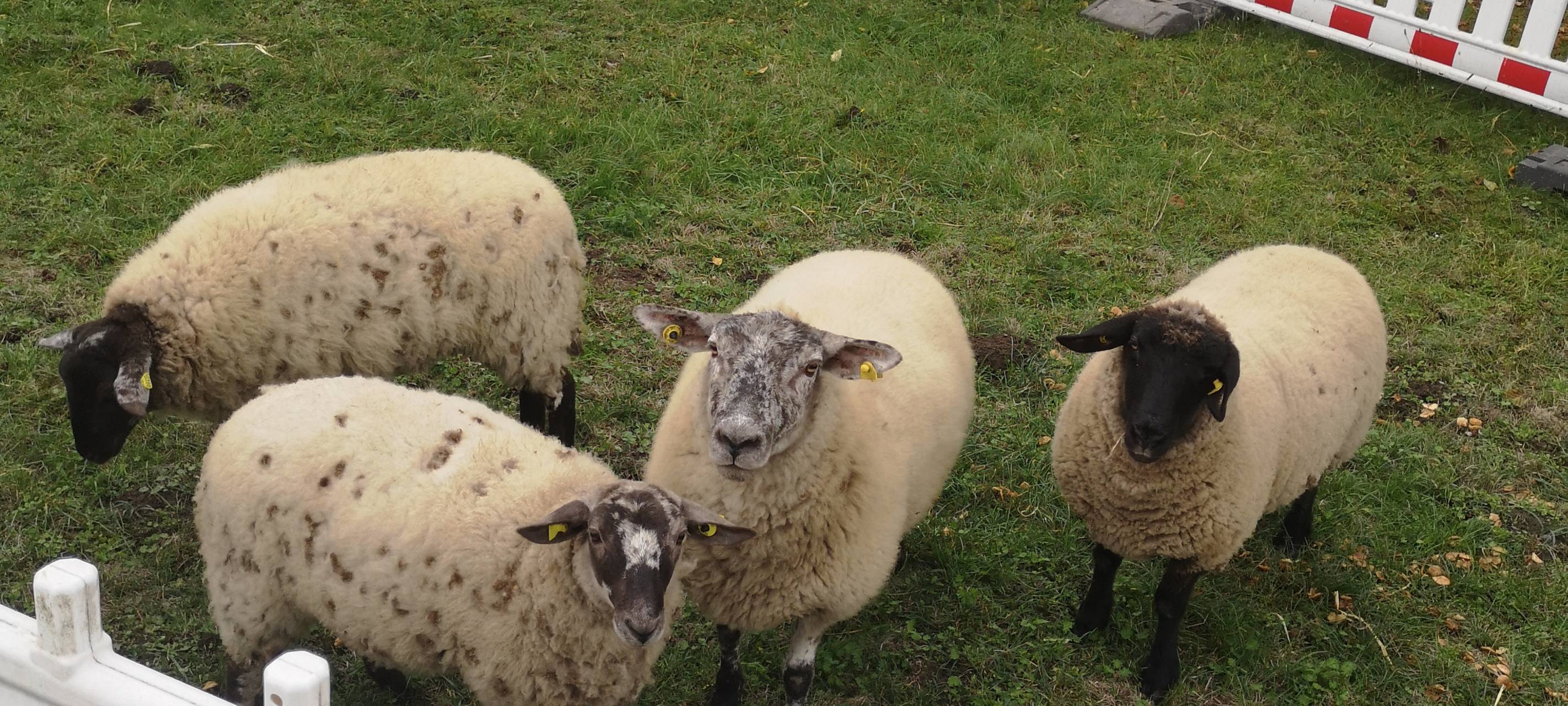 DLRG probt im Datteln-Hamm-Kanal für den Ernstfall