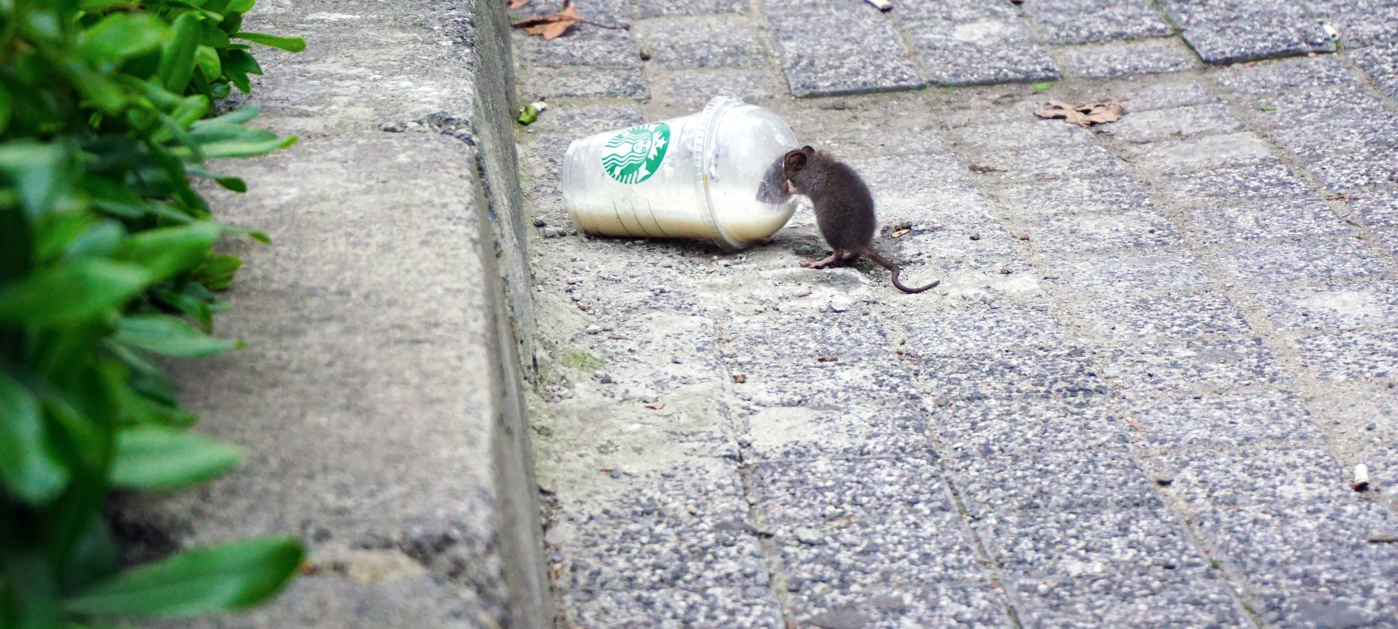 Stadt Hamm geht auf Rattenfang in der Innenstadt