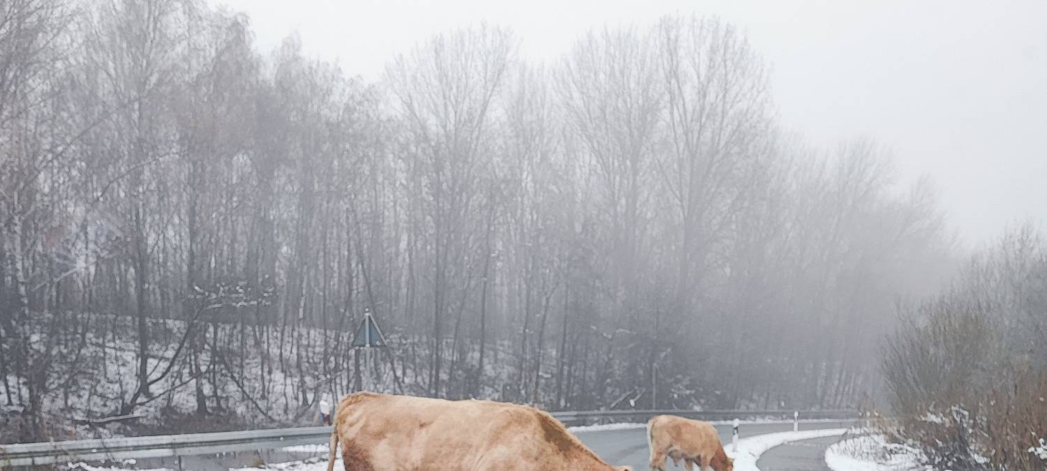 Kuh und Kalb auf Straße