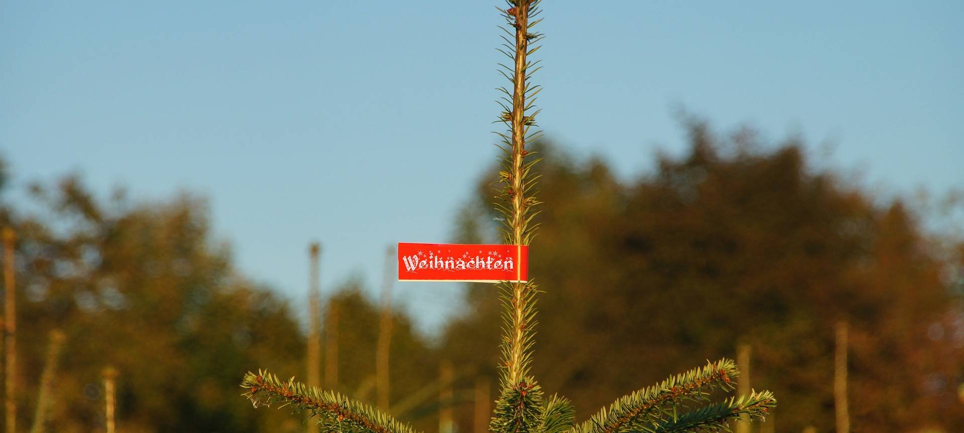 Ein Foto mit einem Weihnachtsbaum.