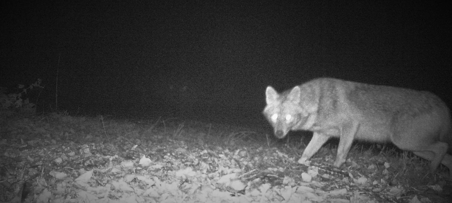 Goldschakal in Hamm gesichtet