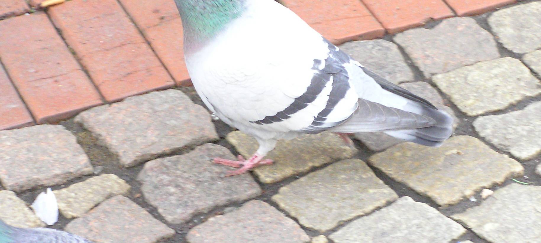 Weniger Tauben in Hamm