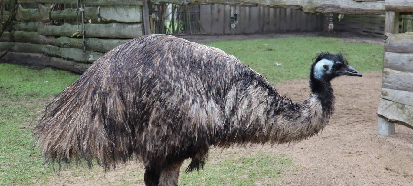 Ein Emu-Weibchen von der Seite.