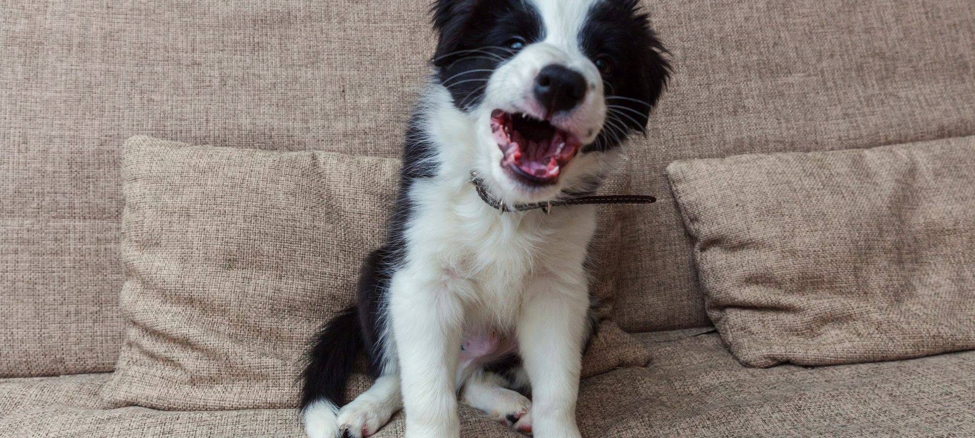 Ein Hund sitzt auf einem Sofa und bellt.