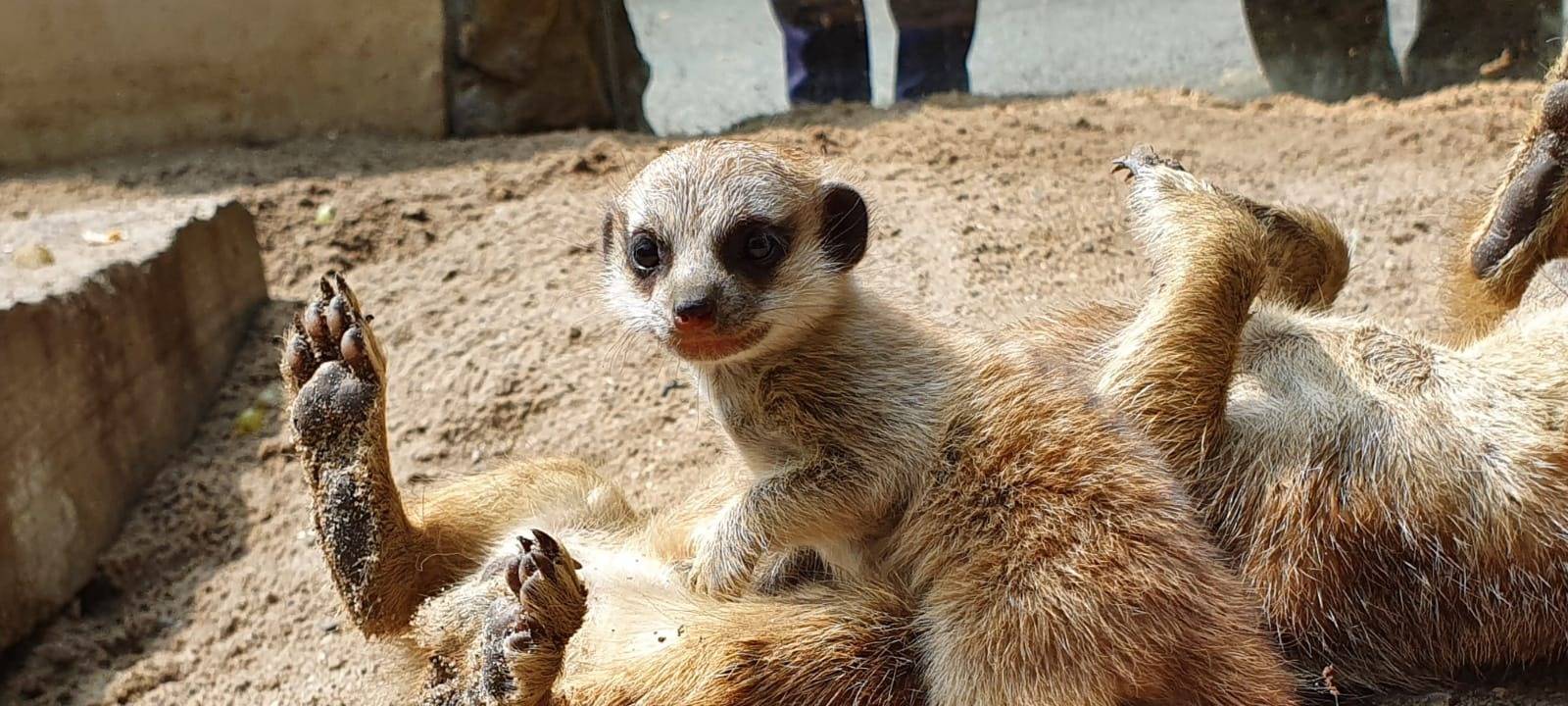 Zwei Erdmännchen-Babys spielen in ihrem Gehege im Tierpark Hamm.