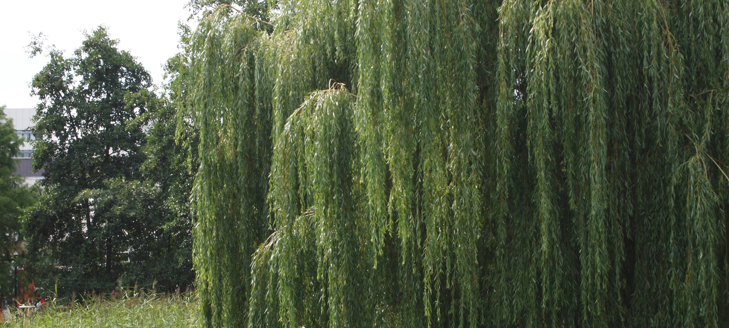 Pollensaison auch in Hamm schon in Fahrt