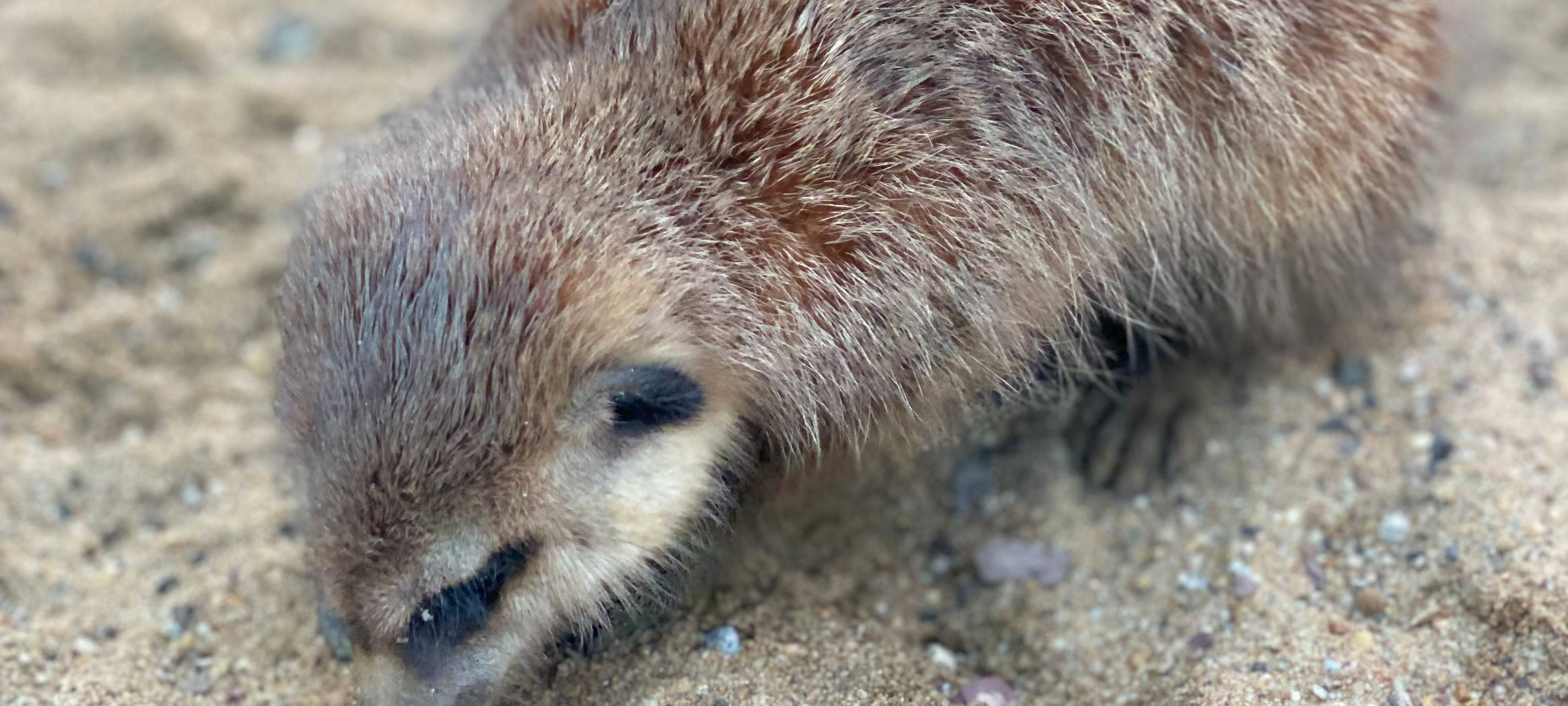 Verfüttere deine(n) Ex!