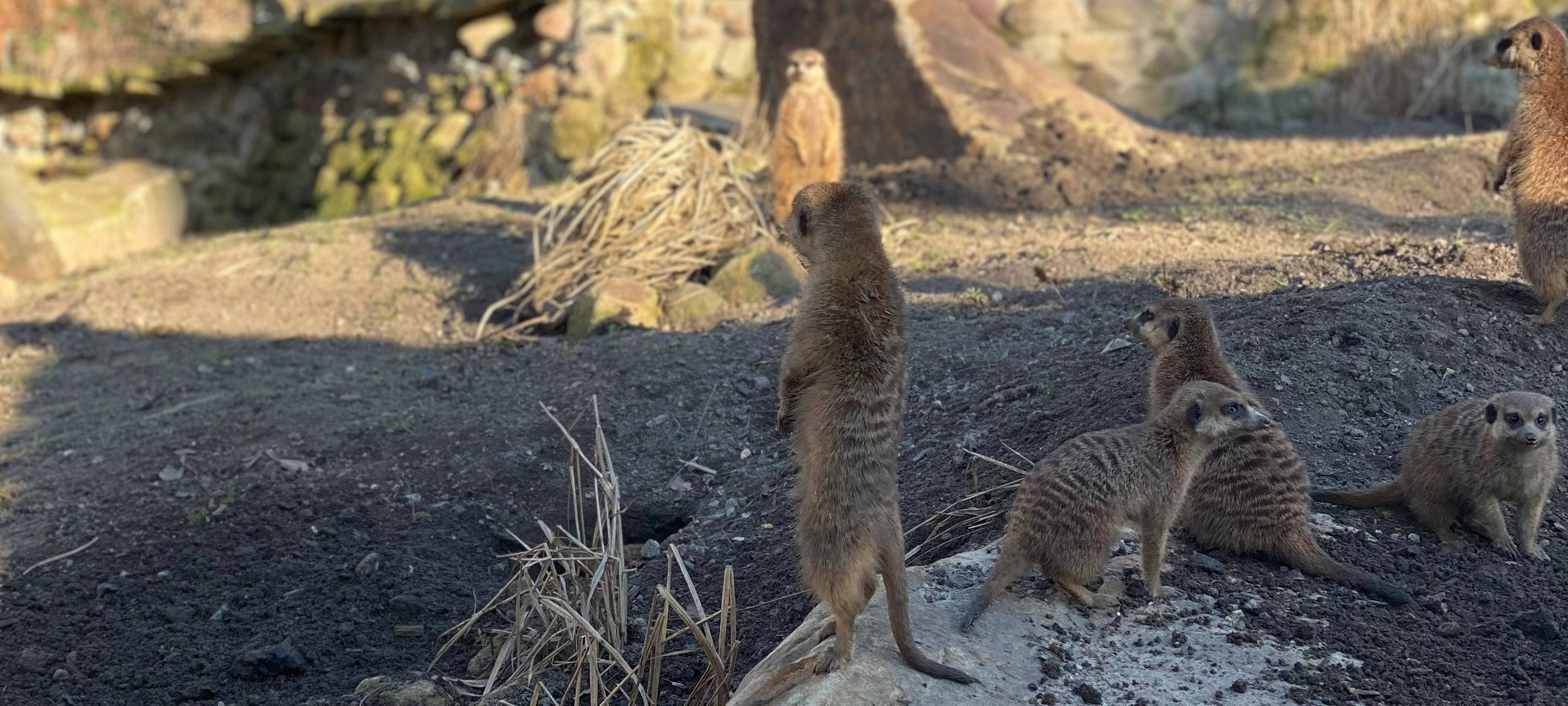 Verfüttere deine(n) Ex!