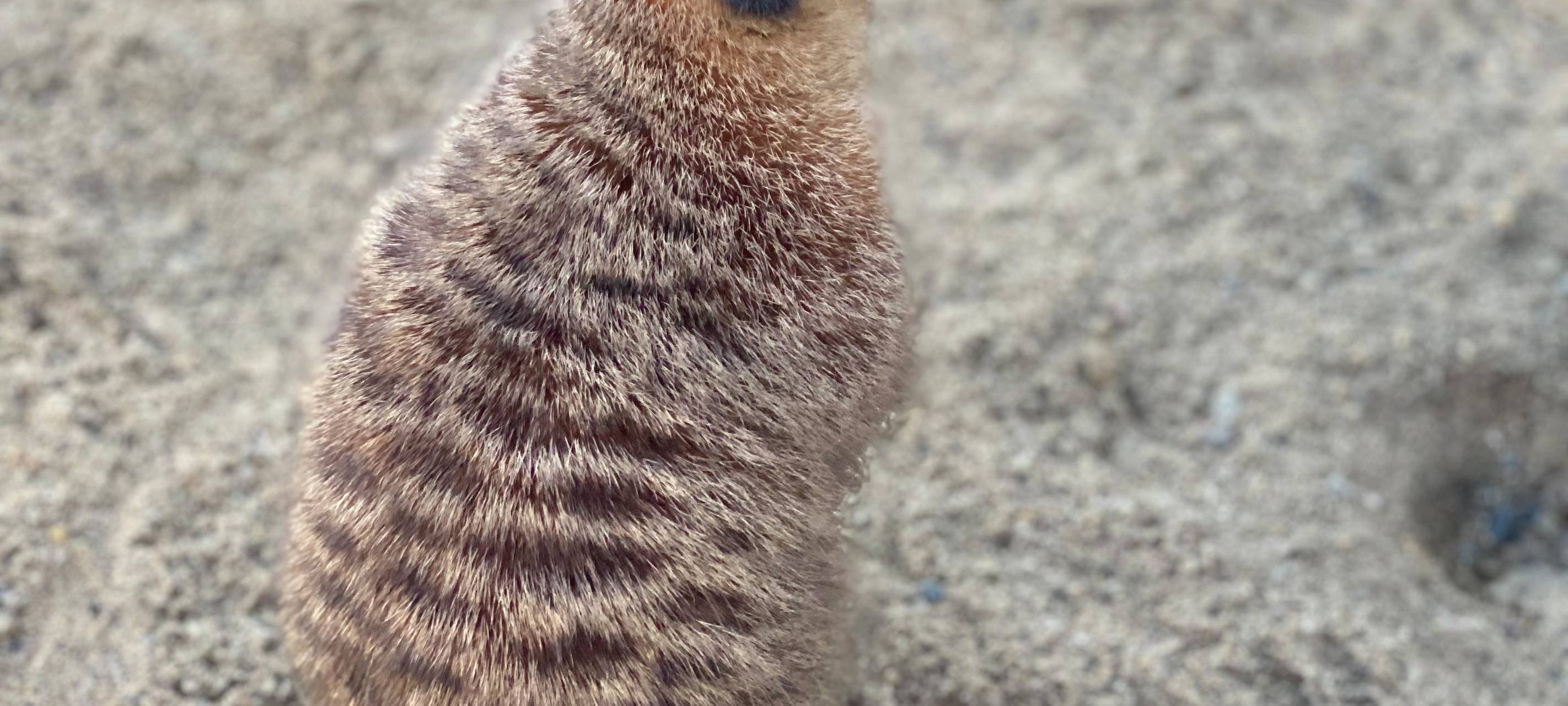 Verfüttere deine(n) Ex!