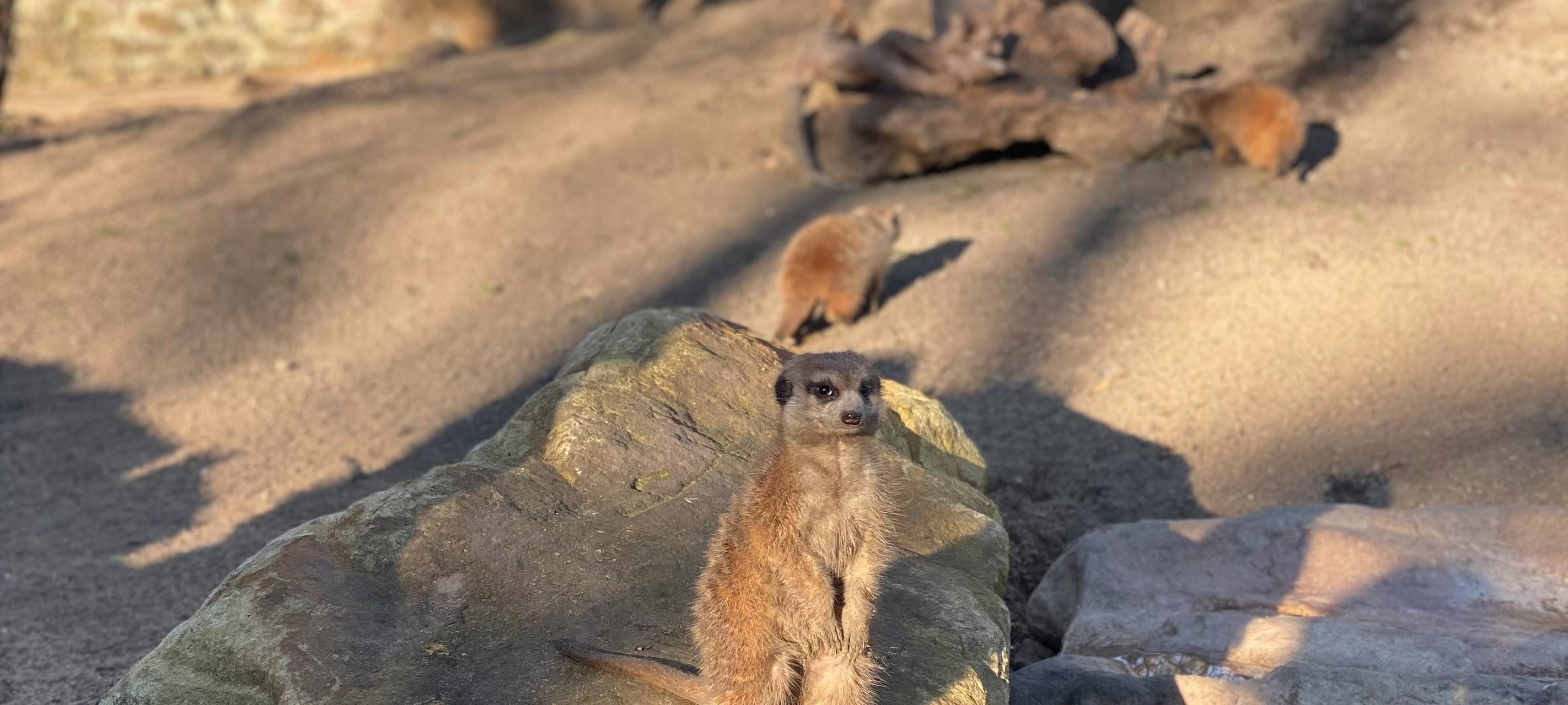 Verfüttere deine(n) Ex!