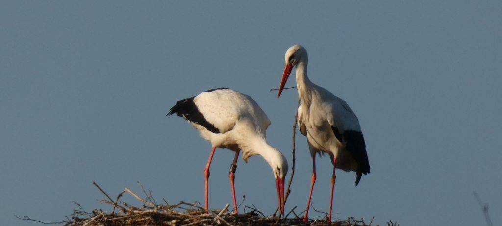 Die Störche in Hamm