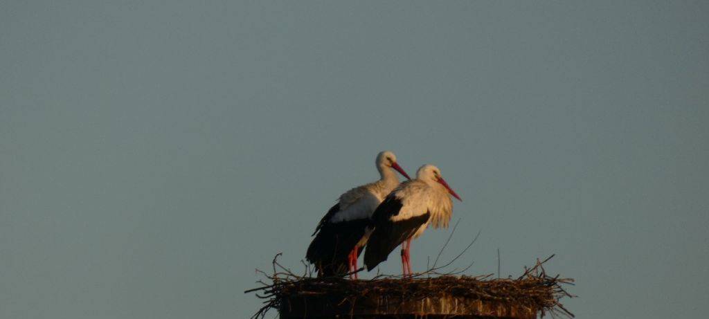 Die Störche in Hamm