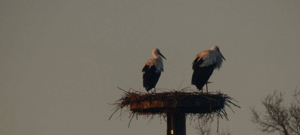 Die Störche in Hamm