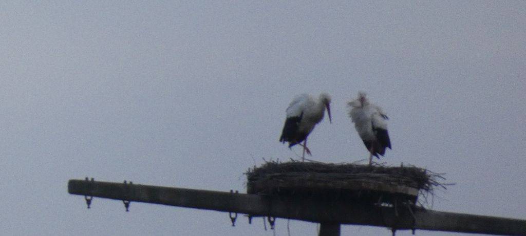 Die Störche in Hamm