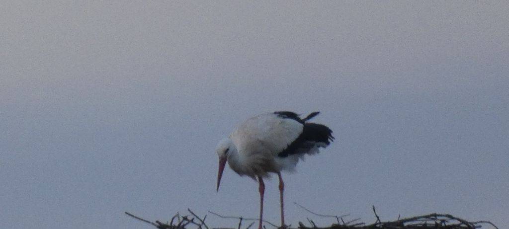 Die Störche in Hamm