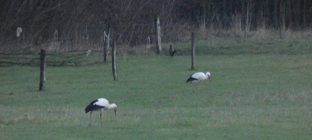 Die Störche in Hamm