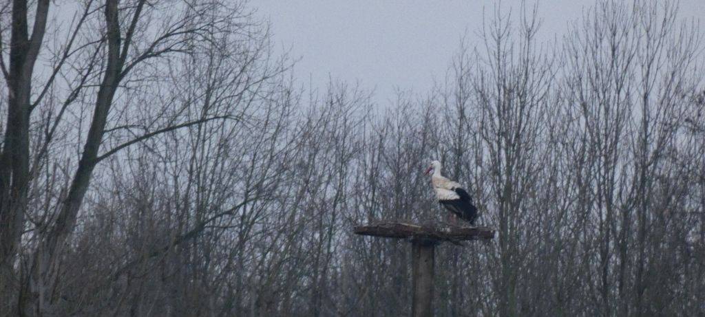 Die Störche in Hamm