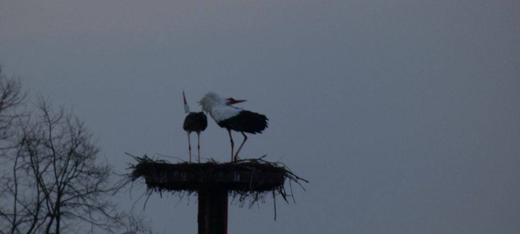 Die Störche in Hamm