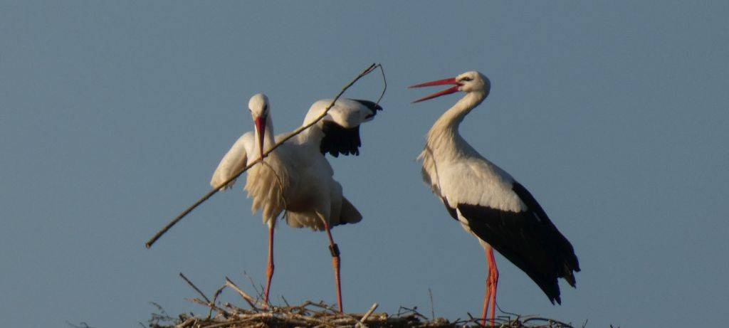 Die Störche in Hamm