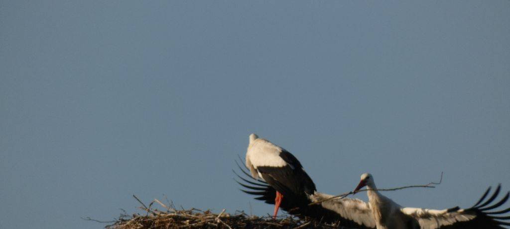 Die Störche in Hamm