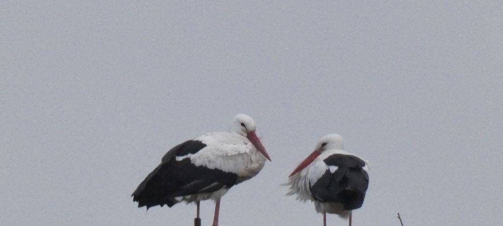 Die Störche in Hamm