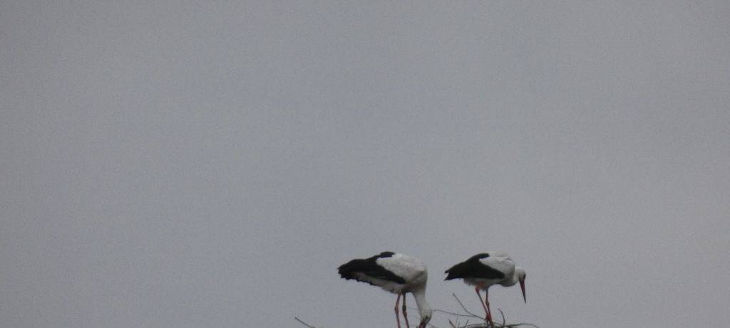 Die Störche in Hamm