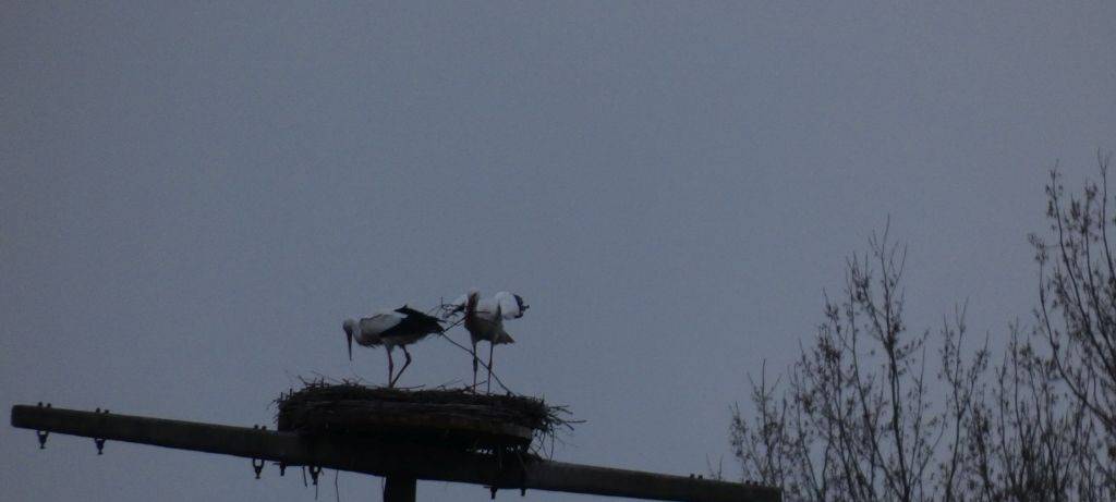 Die Störche in Hamm