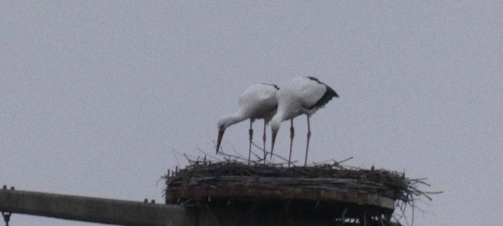 Die Störche in Hamm