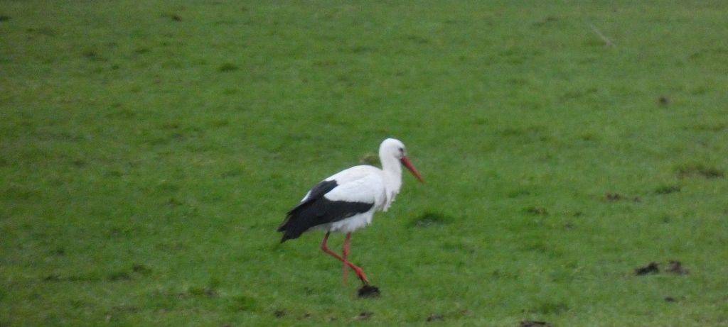 Die Störche in Hamm