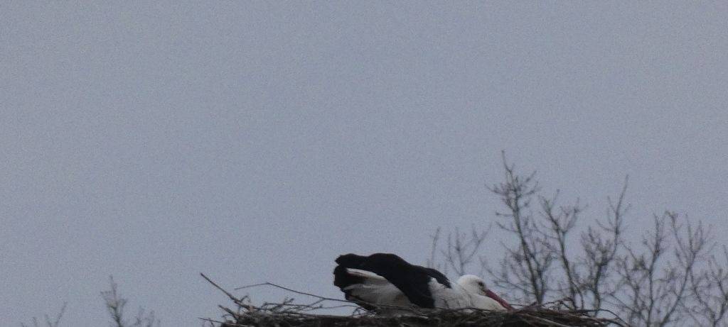Die Störche in Hamm