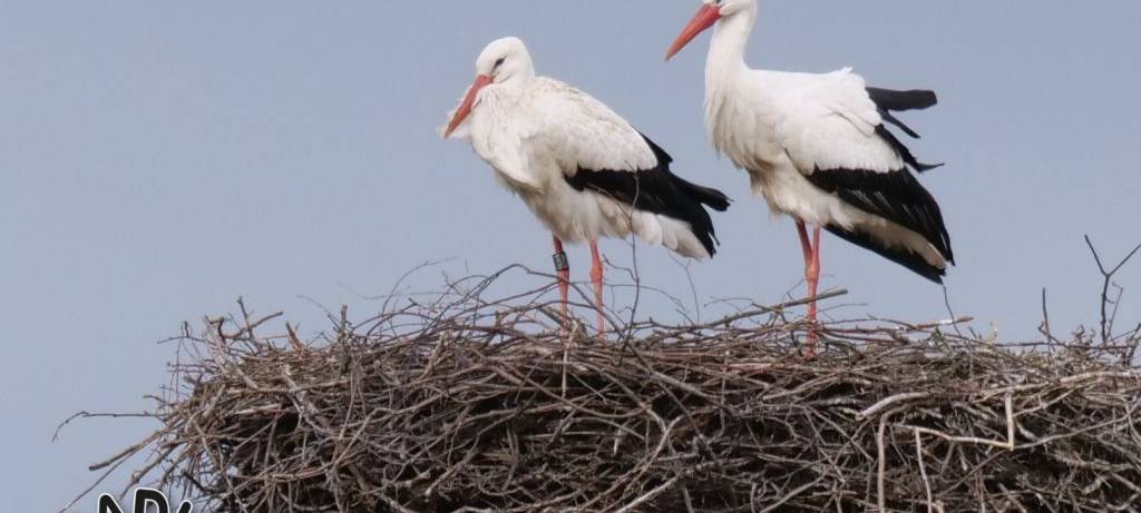 Die Störche in Hamm
